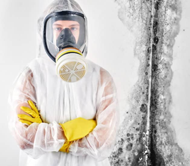 Mold Remediation Bullhead City, AZ