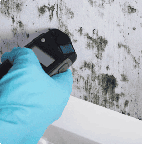  Mold Removal Bullhead City, AZ